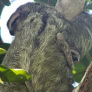 slothbpls