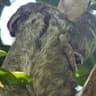 slothbpls