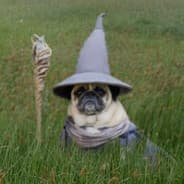 pug