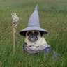 pug