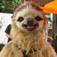 SLOTH MASTER