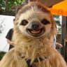 SLOTH MASTER
