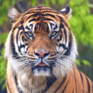 tiger