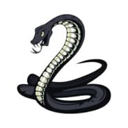 Black Mamba
