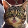 gato coração de pedra