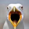Weed Seagull