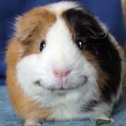 GuineaTigg