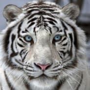 WhiteTiger