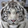 WhiteTiger
