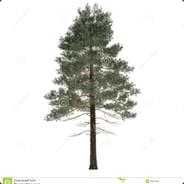 Potz s sosnoi na ave