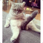 Blyat Cat