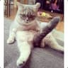 Blyat Cat
