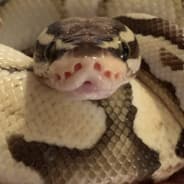 Creeping Python