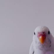 yigiidian