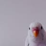 yigiidian