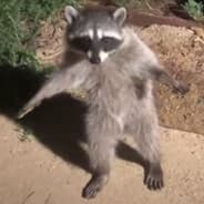 Turbo Skunks