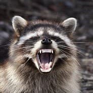 RACCOON MAN