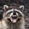 RACCOON MAN