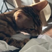 xs