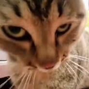 gera