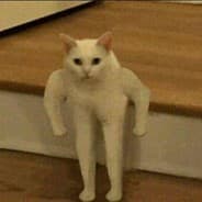 Buff Cats