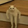 Buff Cats