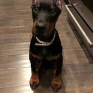 humiliated mode