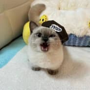 dlwlrma