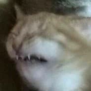 zoop