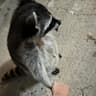 Racially a Raccoon