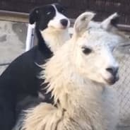 Le Boioleaux