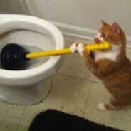 Jobless Plumber