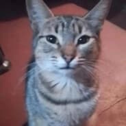 gato
