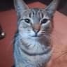 gato