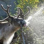 Caribou™