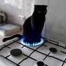 popcat