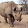 rhino