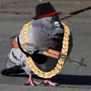 Pigeonelele