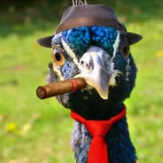 Peacock Gangster