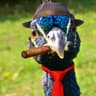 Peacock Gangster