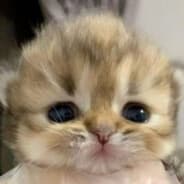 Bubu