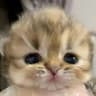 Bubu