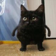 KoLoBoK