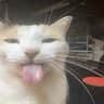 Derpy Boi