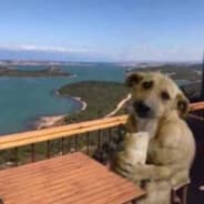 give my bread