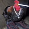 chiken neggets
