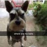 cho