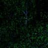 UFFI