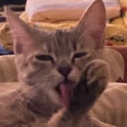 Hell Meow