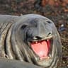Seal boi